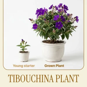 Dwarf Purple Tibouchina Live Plant 4-6 Inch Tall, Compact Flowering Shrub, 4 Inch Pot, Indoor Outdoor - Image 3