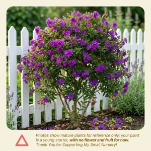 Dwarf Purple Tibouchina Live Plant 4-6 Inch Tall, Compact Flowering Shrub, 4 Inch Pot, Indoor Outdoor - Image 4