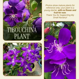 Dwarf Purple Tibouchina Live Plant 4-6 Inch Tall, Compact Flowering Shrub, 4 Inch Pot, Indoor Outdoor - Image 5
