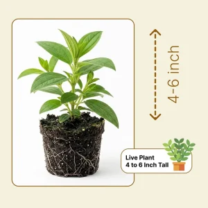 Dwarf Purple Tibouchina Live Plant 4-6 Inch Tall, Compact Flowering Shrub, 4 Inch Pot, Indoor Outdoor - Image 6