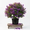 Dwarf Purple Tibouchina Live Plant 4-6 Inch Tall, Compact Flowering Shrub, 4 Inch Pot, Indoor Outdoor - Image 1