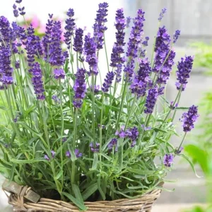 English Lavender Live Plant, Lavandula Angustifolia, 3-5 Inch Tall, 3 Inch Pot, Purple Blooms, Outdoor Herb - Image 2