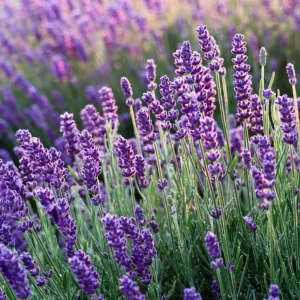 English Lavender Live Plant, Lavandula Angustifolia, 3-5 Inch Tall, 3 Inch Pot, Purple Blooms, Outdoor Herb - Image 3