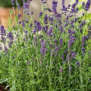 English Lavender Live Plant, Lavandula Angustifolia, 3-5 Inch Tall, 3 Inch Pot, Purple Blooms, Outdoor Herb - Image 4