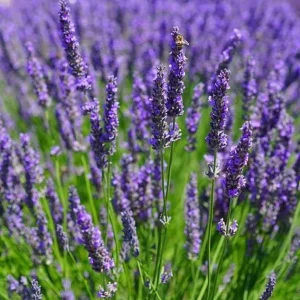 English Lavender Live Plant, Lavandula Angustifolia, 3-5 Inch Tall, 3 Inch Pot, Purple Blooms, Outdoor Herb - Image 5