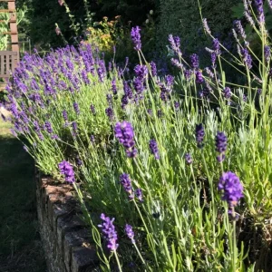 English Lavender Live Plant, Lavandula Angustifolia, 3-5 Inch Tall, 3 Inch Pot, Purple Blooms, Outdoor Herb - Image 6