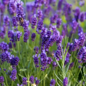 English Lavender Live Plant, Lavandula Angustifolia, 3-5 Inch Tall, 3 Inch Pot, Purple Blooms, Outdoor Herb - Image 7
