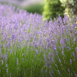 English Lavender Live Plant, Lavandula Angustifolia, 3-5 Inch Tall, 3 Inch Pot, Purple Blooms, Outdoor Herb - Image 9