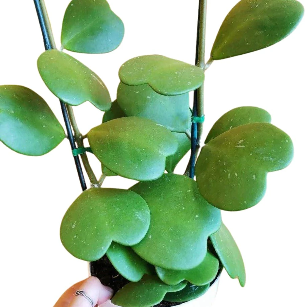 Hoya Kerrii Plant - Sweetheart Succulent Live Houseplant, 1 Leaf, 4-6" Tall - Image 2