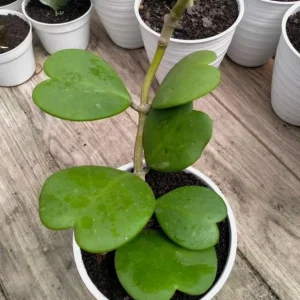 Hoya Kerrii Plant - Sweetheart Succulent Live Houseplant, 1 Leaf, 4-6
