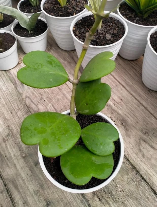 Hoya Kerrii Plant - Sweetheart Succulent Live Houseplant, 1 Leaf, 4-6" Tall - Image 3