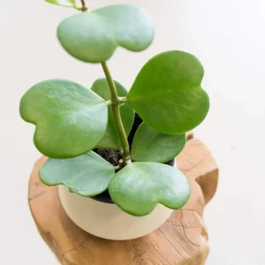 Hoya Kerrii Plant - Sweetheart Succulent Live Houseplant, 1 Leaf, 4-6