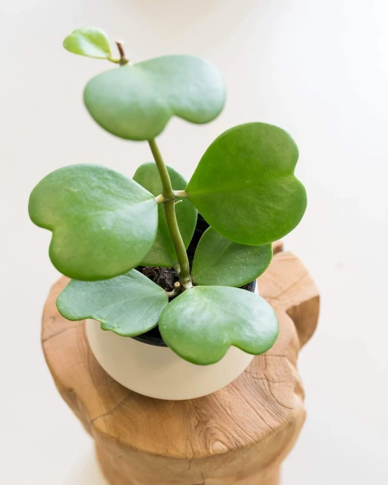 Hoya Kerrii Plant - Sweetheart Succulent Live Houseplant, 1 Leaf, 4-6" Tall - Image 4
