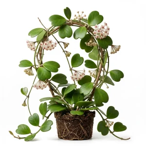 Hoya Kerrii Plant - Sweetheart Succulent Live Houseplant, 1 Leaf, 4-6