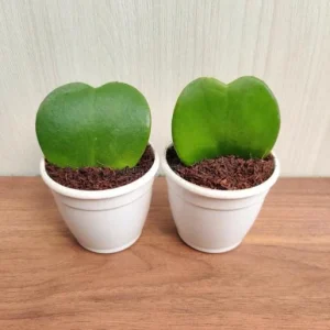 Hoya Kerrii Plant - Sweetheart Succulent Live Houseplant, 1 Leaf, 4-6