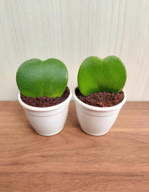 Hoya Kerrii Plant - Sweetheart Succulent Live Houseplant, 1 Leaf, 4-6" Tall - Image 5