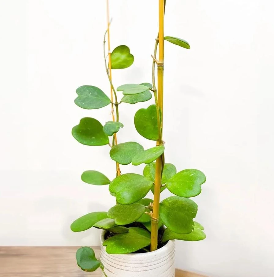Hoya Kerrii Plant - Sweetheart Succulent Live Houseplant, 1 Leaf, 4-6" Tall - Image 6