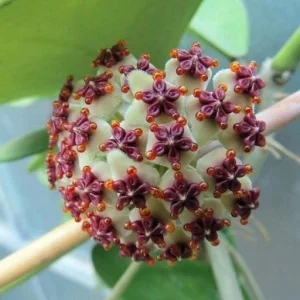 Hoya Kerrii Plant - Sweetheart Succulent Live Houseplant, 1 Leaf, 4-6