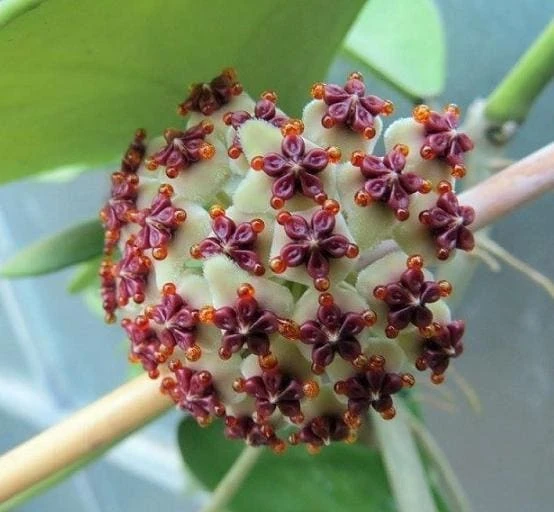 Hoya Kerrii Plant - Sweetheart Succulent Live Houseplant, 1 Leaf, 4-6" Tall - Image 7