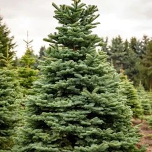 Noble Fir Live Starter Tree Abies Procera, 4-8 Inch Tall Evergreen Conifer - Image 2