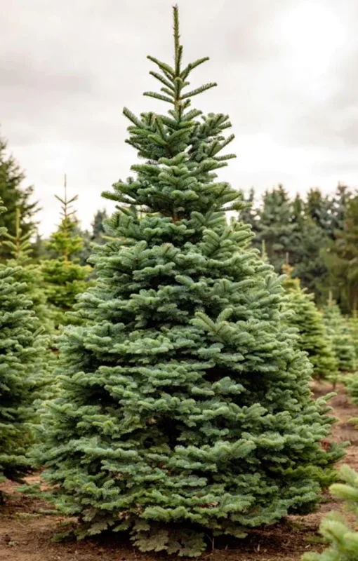 Noble Fir Live Starter Tree Abies Procera, 4-8 Inch Tall Evergreen Conifer - Image 2