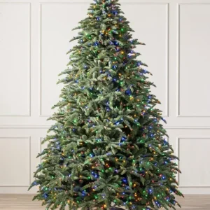 Noble Fir Live Starter Tree Abies Procera, 4-8 Inch Tall Evergreen Conifer - Image 3