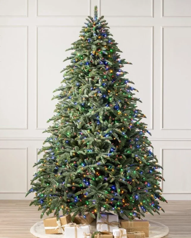 Noble Fir Live Starter Tree Abies Procera, 4-8 Inch Tall Evergreen Conifer - Image 3