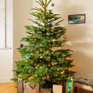 Noble Fir Live Starter Tree Abies Procera, 4-8 Inch Tall Evergreen Conifer - Image 4