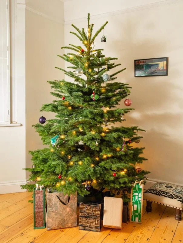 Noble Fir Live Starter Tree Abies Procera, 4-8 Inch Tall Evergreen Conifer - Image 4