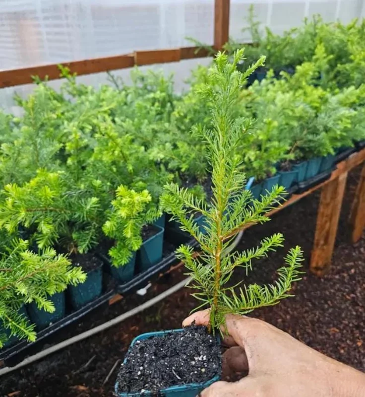 Noble Fir Live Starter Tree Abies Procera, 4-8 Inch Tall Evergreen Conifer - Image 5