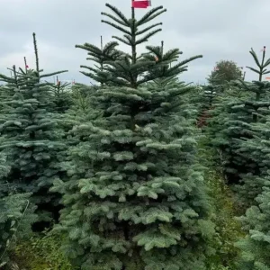 Noble Fir Live Starter Tree Abies Procera, 4-8 Inch Tall Evergreen Conifer - Image 6