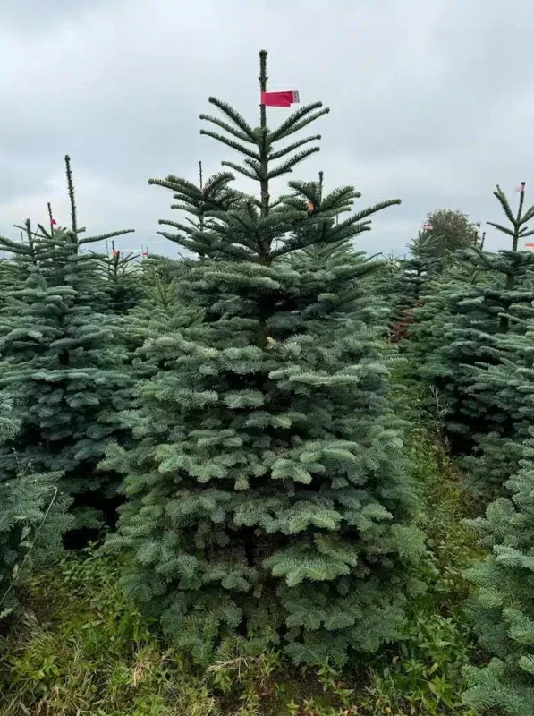 Noble Fir Live Starter Tree Abies Procera, 4-8 Inch Tall Evergreen Conifer - Image 6