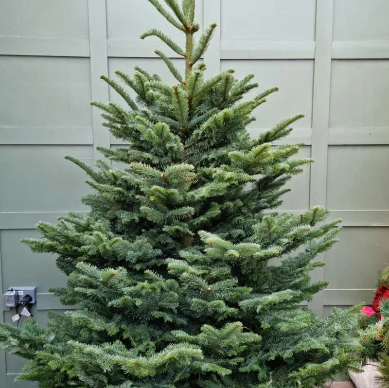 Noble Fir Live Starter Tree Abies Procera, 4-8 Inch Tall Evergreen Conifer - Image 7