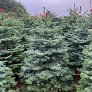 Noble Fir Live Starter Tree Abies Procera, 4-8 Inch Tall Evergreen Conifer - Image 8