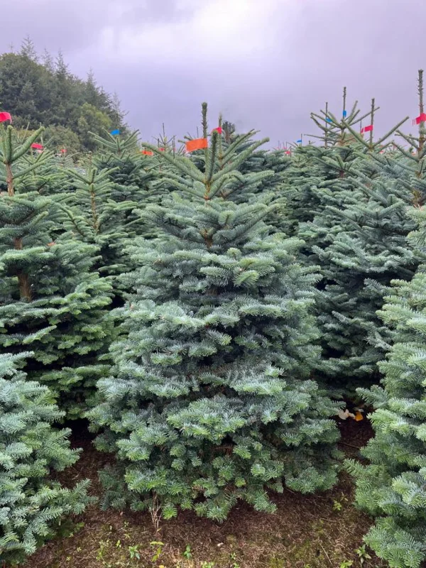 Noble Fir Live Starter Tree Abies Procera, 4-8 Inch Tall Evergreen Conifer - Image 8