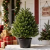 Noble Fir Live Starter Tree Abies Procera, 4-8 Inch Tall Evergreen Conifer - Image 1