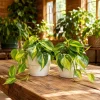 Philodendron Brasil Live Plant Set - 2-Pack, 5-8 Inch Tall, 4 Inch Pot, Indoor Trailing Vine - Image 1