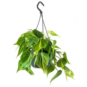 Philodendron Brasil Live Plant Set - 2-Pack, 5-8 Inch Tall, 4 Inch Pot, Indoor Trailing Vine - Image 7