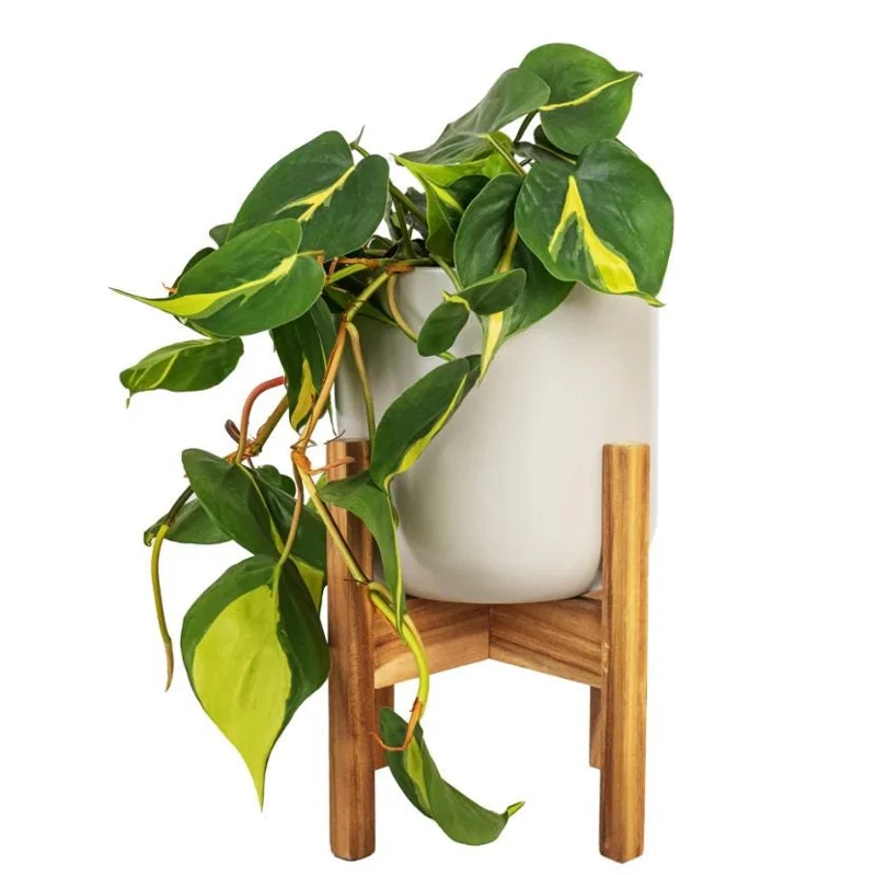 Philodendron Brasil Live Plant Set - 2-Pack, 5-8 Inch Tall, 4 Inch Pot, Indoor Trailing Vine - Image 9