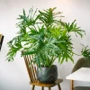 Philodendron Selloum Live Plant - 5-8 Inch Tropical Houseplant in 4 Inch Pot - Image 1