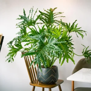 Philodendron Selloum Live Plant - 5-8 Inch Tropical Houseplant in 4 Inch Pot - Image 1