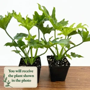 Philodendron Selloum Live Plant - 5-8 Inch Tropical Houseplant in 4 Inch Pot - Image 2