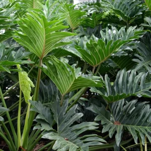Philodendron Selloum Live Plant - 5-8 Inch Tropical Houseplant in 4 Inch Pot - Image 3