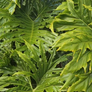 Philodendron Selloum Live Plant - 5-8 Inch Tropical Houseplant in 4 Inch Pot - Image 5