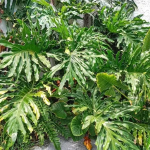 Philodendron Selloum Live Plant - 5-8 Inch Tropical Houseplant in 4 Inch Pot - Image 6