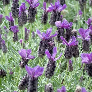- Image 3