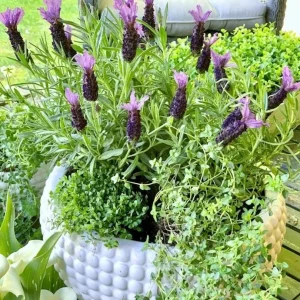- Image 5