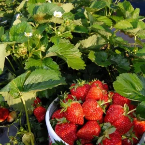 - Image 6