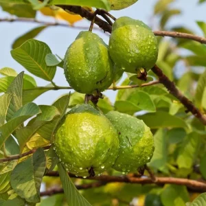 Red Guava Tree Live Plant - 10