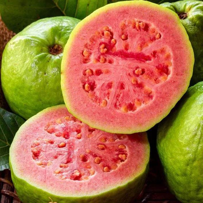 Red Guava Tree Live Plant - 10" Tall Tropical Fruit Starter in 4" Pot - Image 3